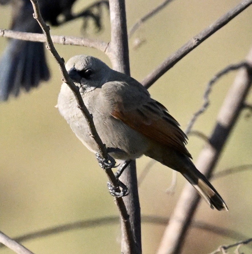 Grayish Baywing - ML643193782