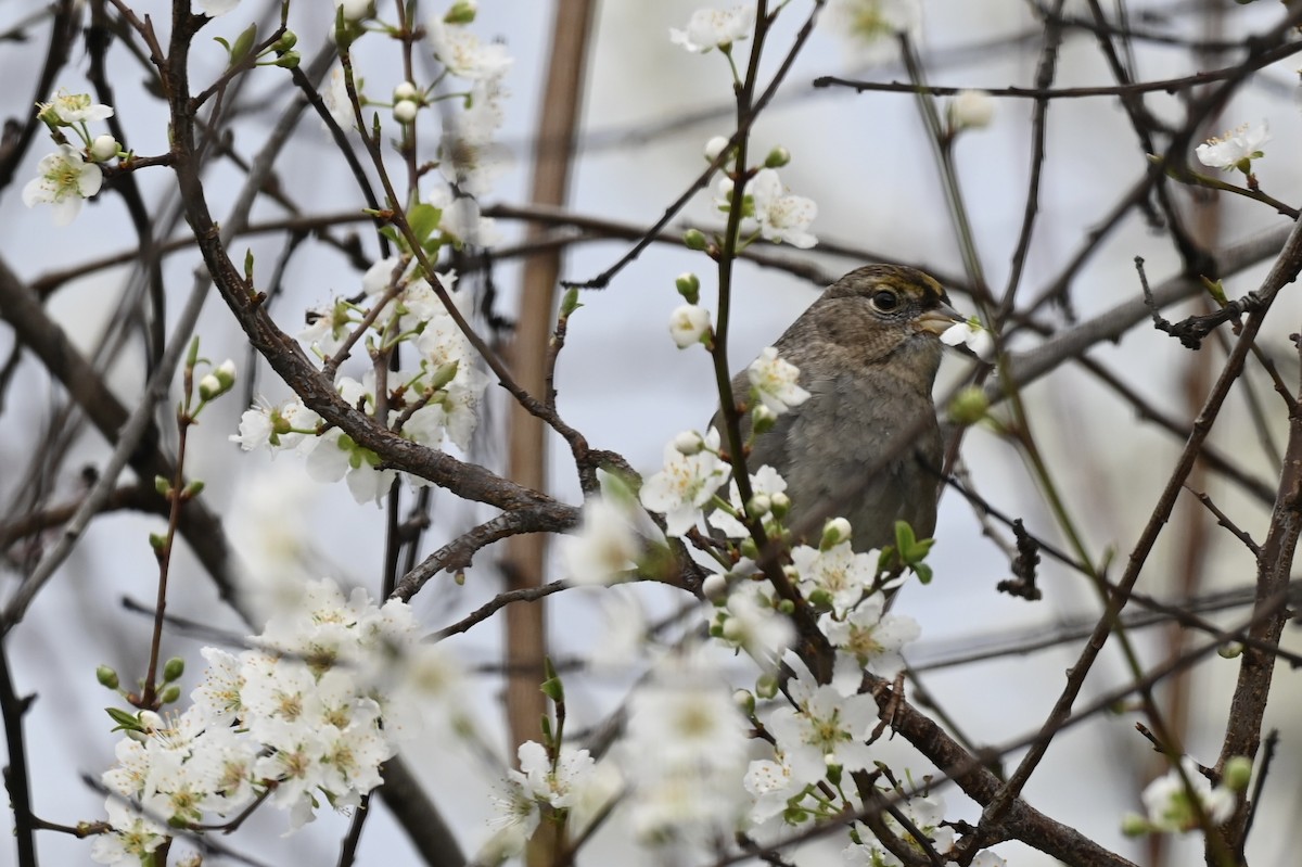 Golden-crowned Sparrow - ML643193783