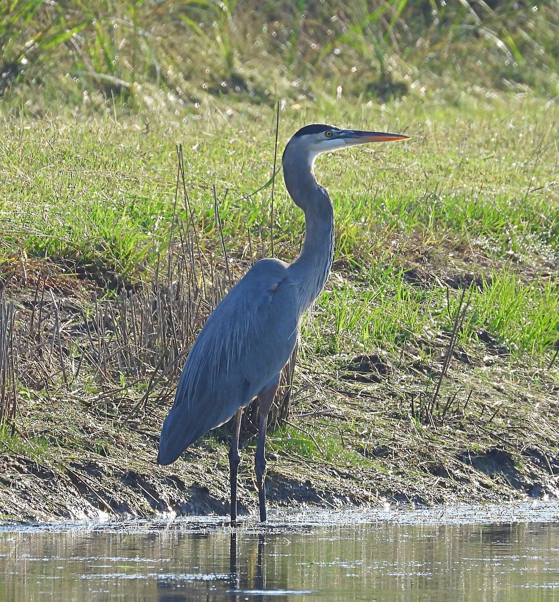 Great Blue Heron - ML643193786