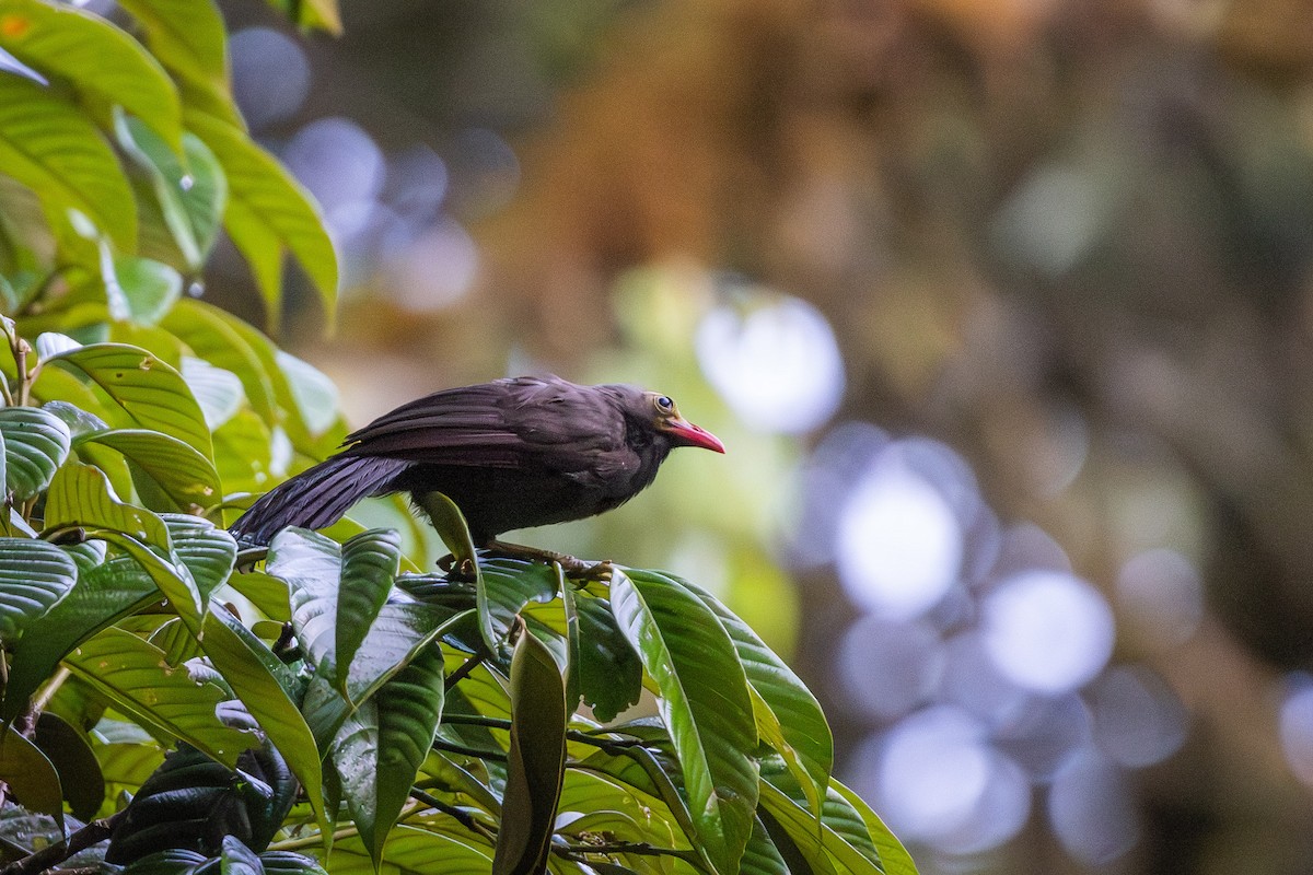 Bare-headed Laughingthrush - ML643193787