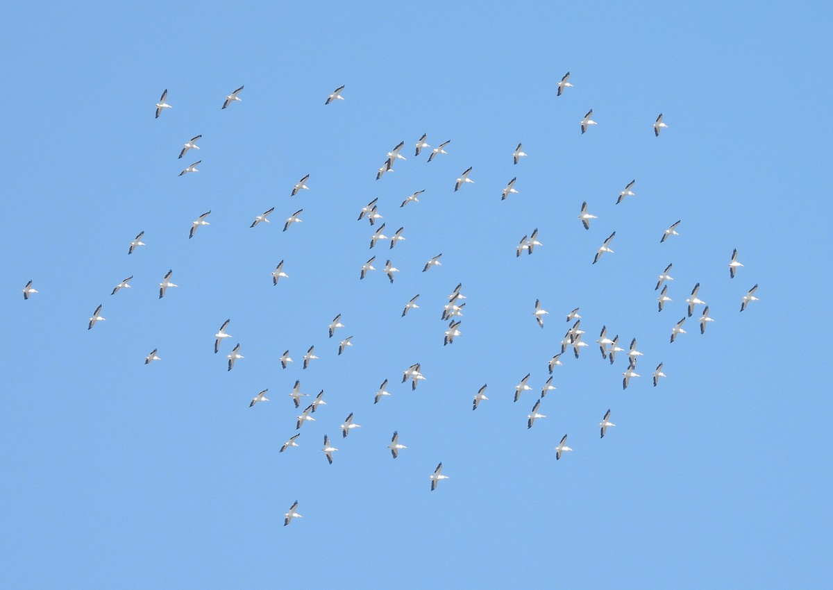 American White Pelican - ML643193803