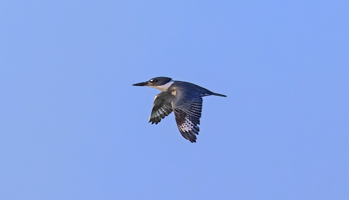 Belted Kingfisher - ML643193805