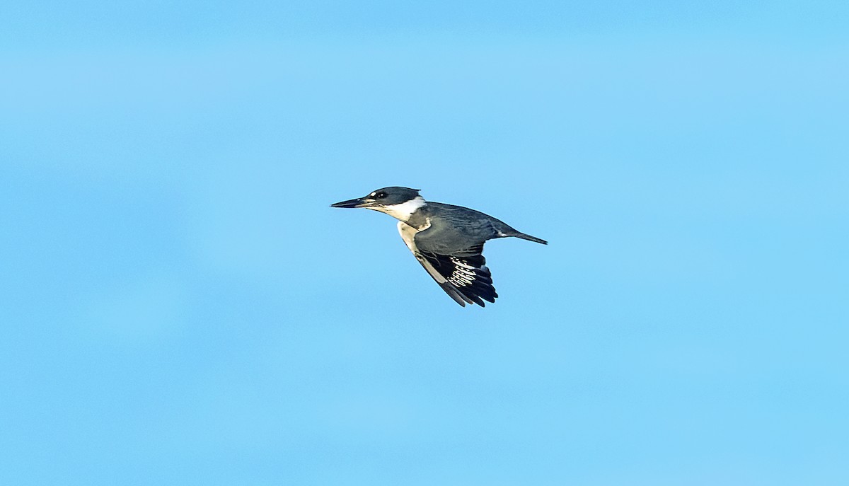 Belted Kingfisher - ML643193806