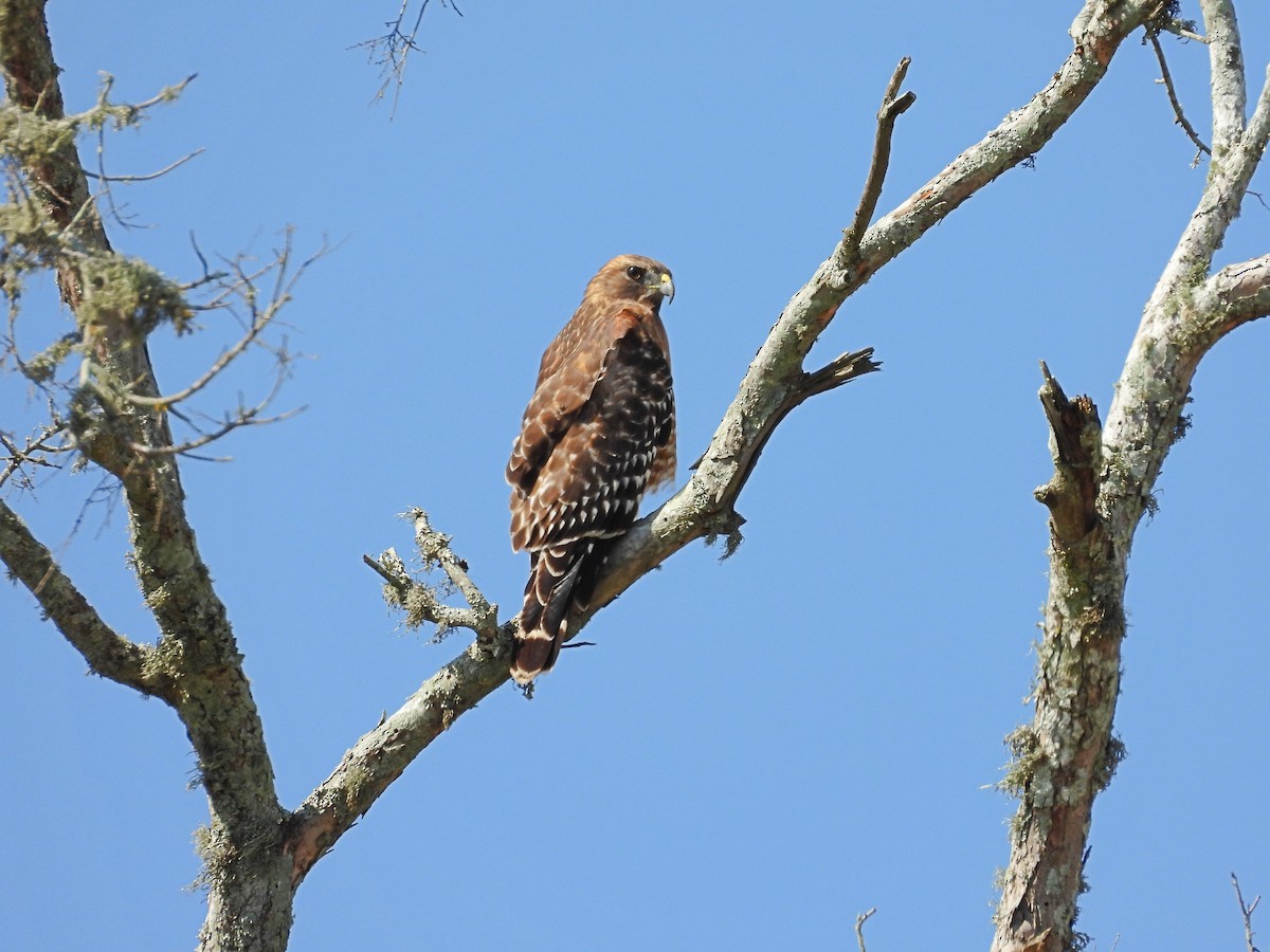 Red-shouldered Hawk - ML643193809