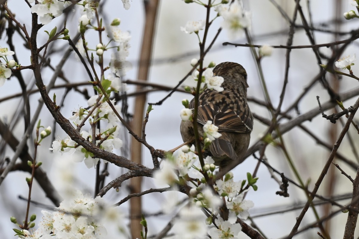 Golden-crowned Sparrow - ML643193814