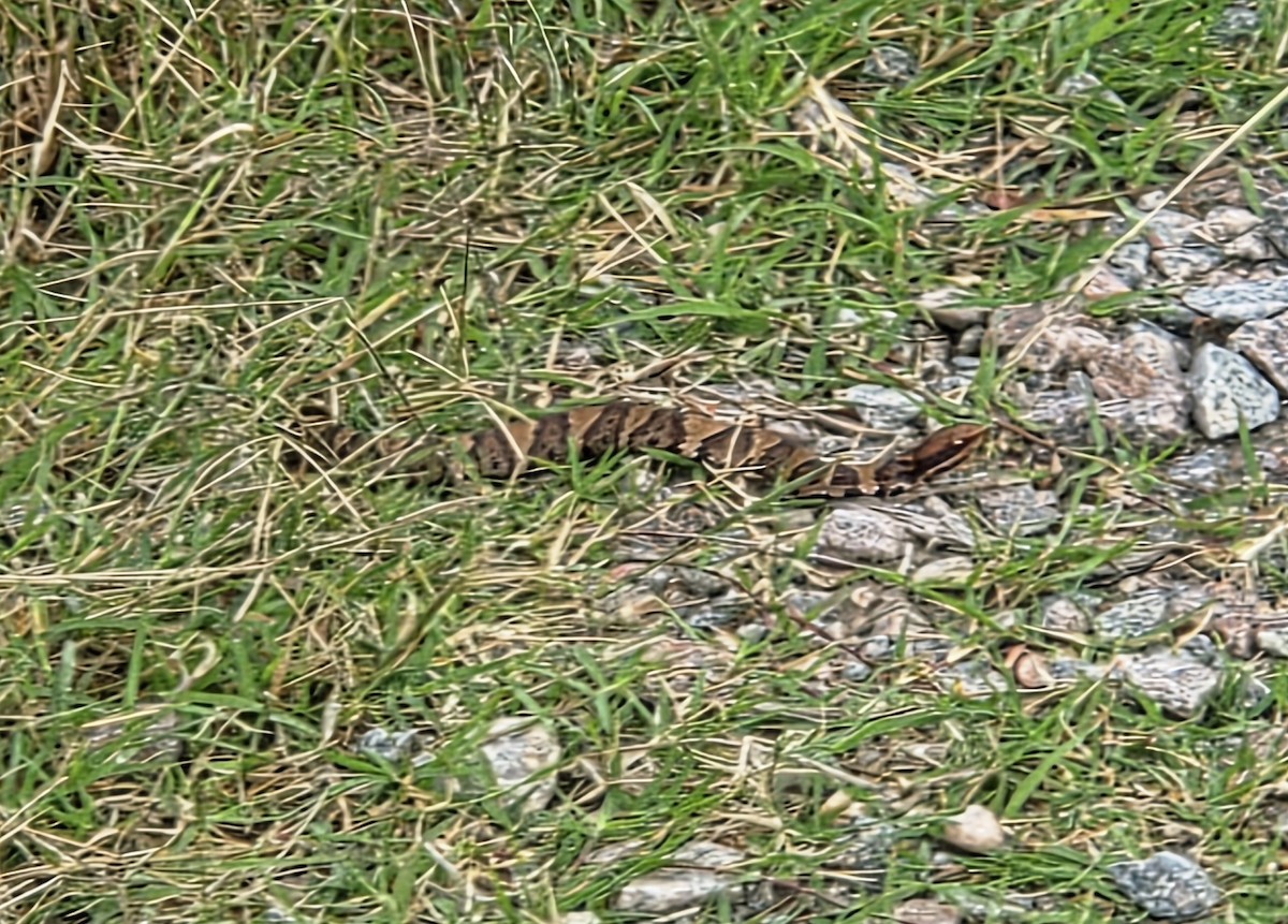 Northern Cottonmouth - ML643193821