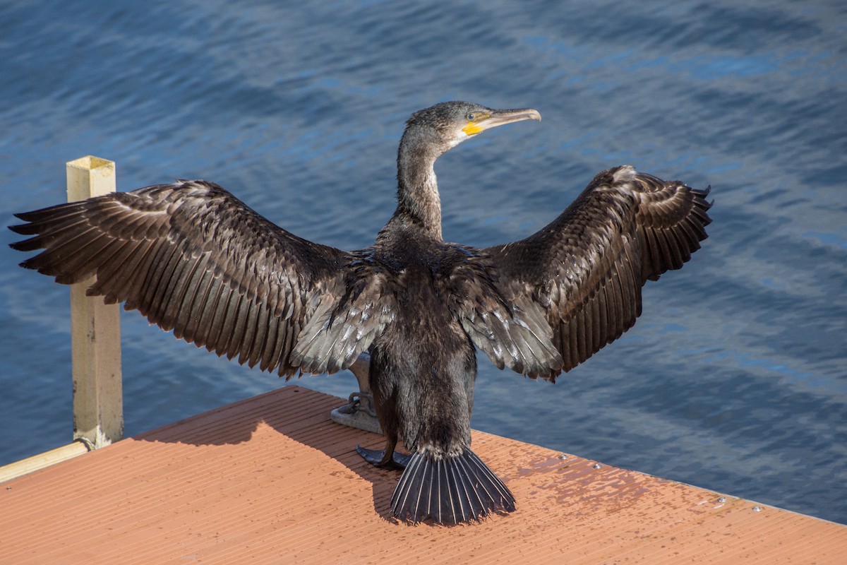 Great Cormorant - ML643193825