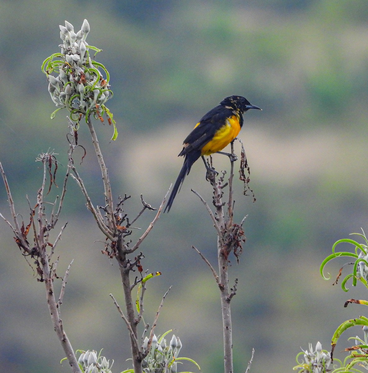 Black-vented Oriole - ML643193827