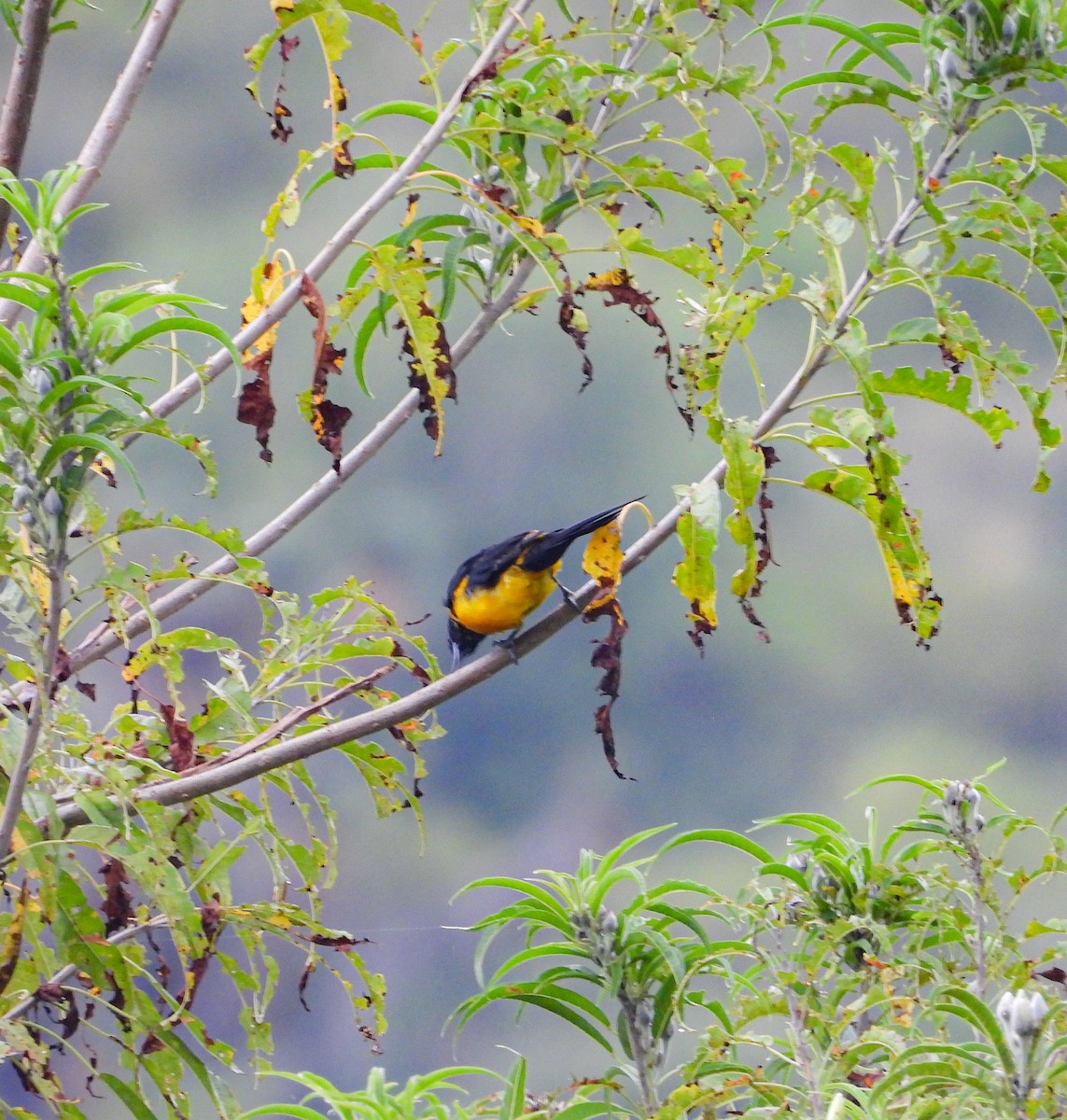 Black-vented Oriole - ML643193829