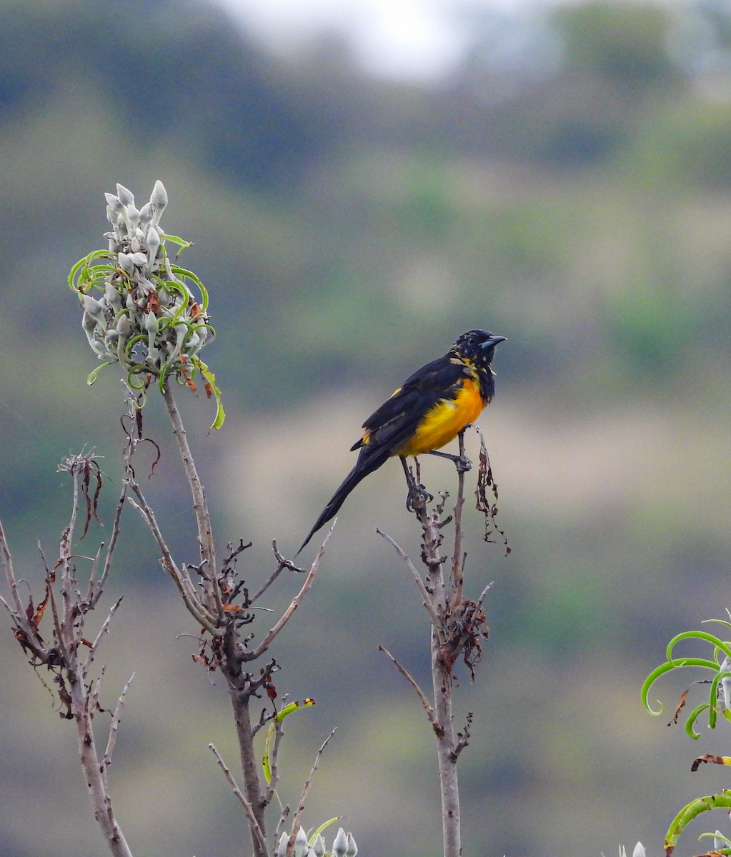 Black-vented Oriole - ML643193830