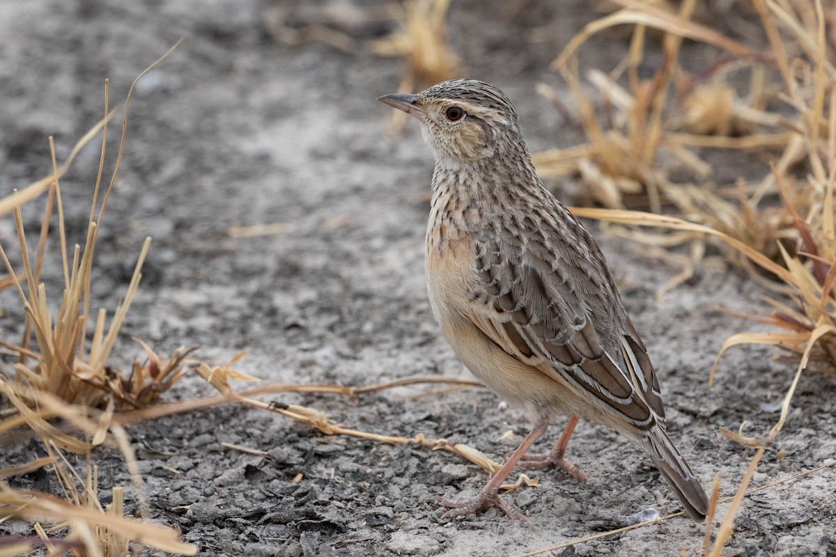 Rufous-naped Lark - ML643193832
