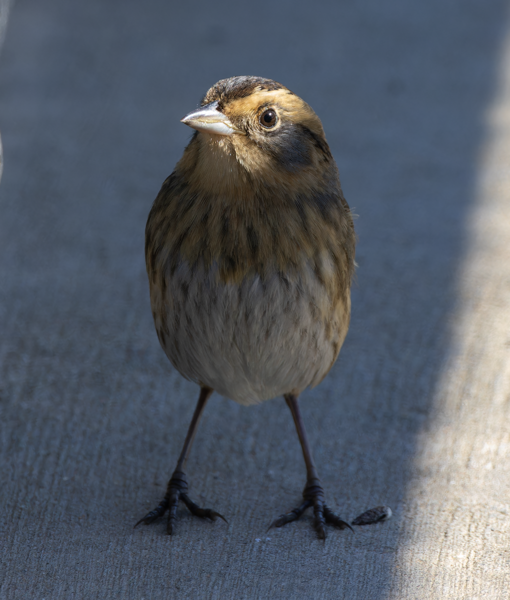 Nelson's Sparrow - ML643193835
