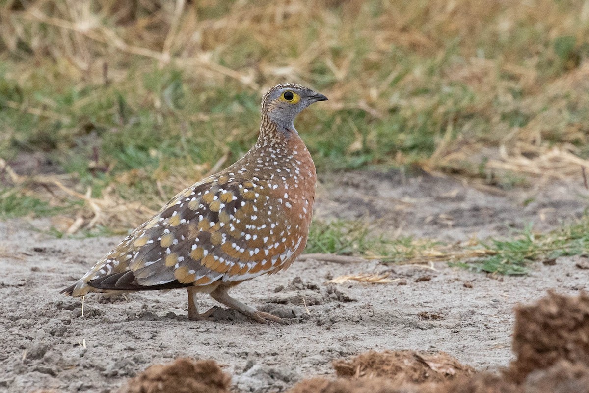 Burchell's Sandgrouse - ML643193844