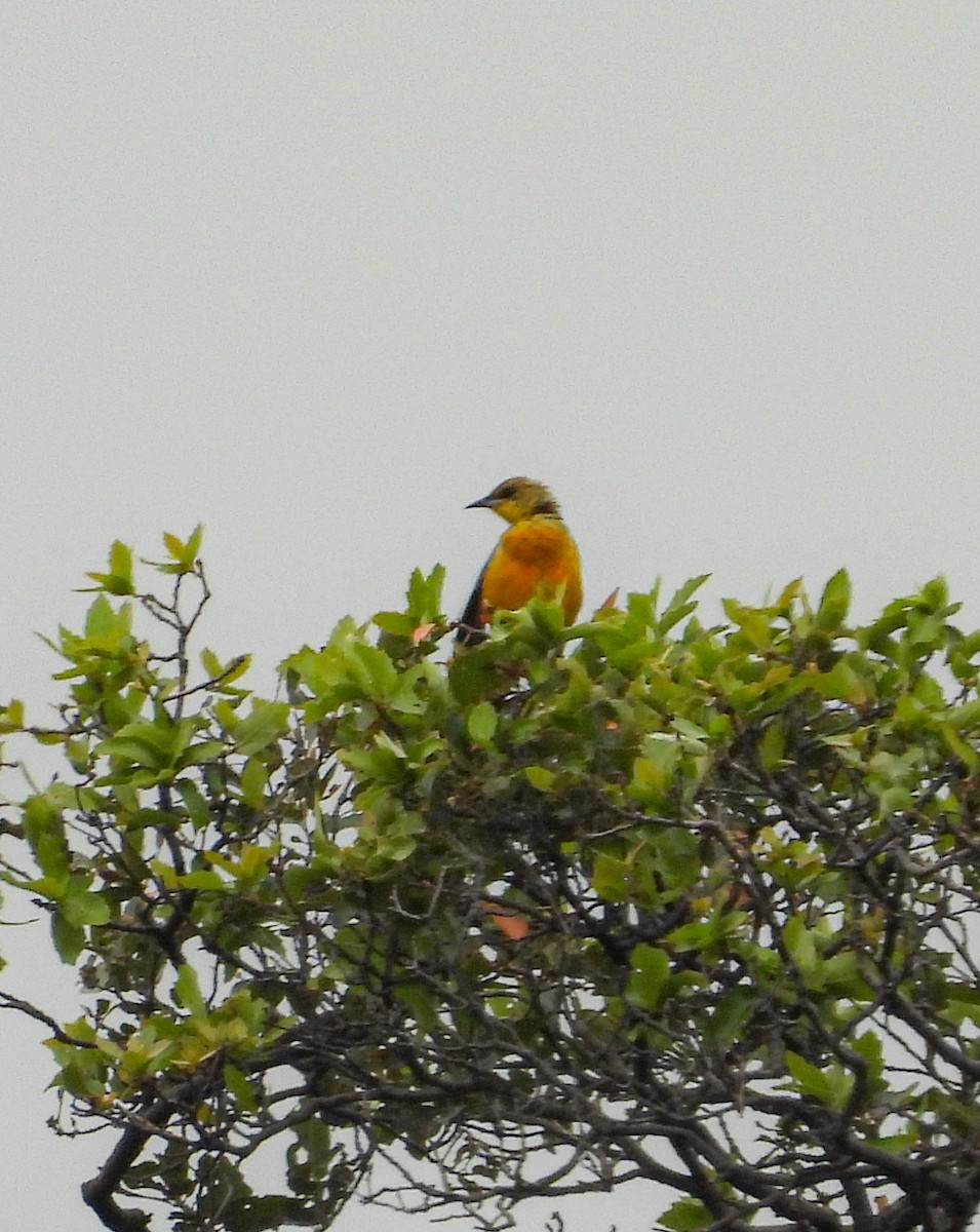 Streak-backed Oriole - ML643193847