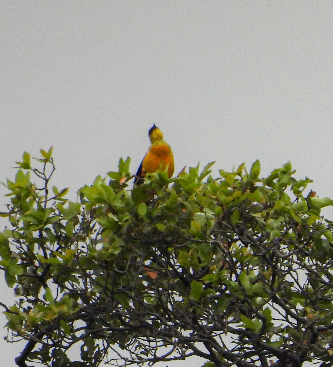 Streak-backed Oriole - ML643193848