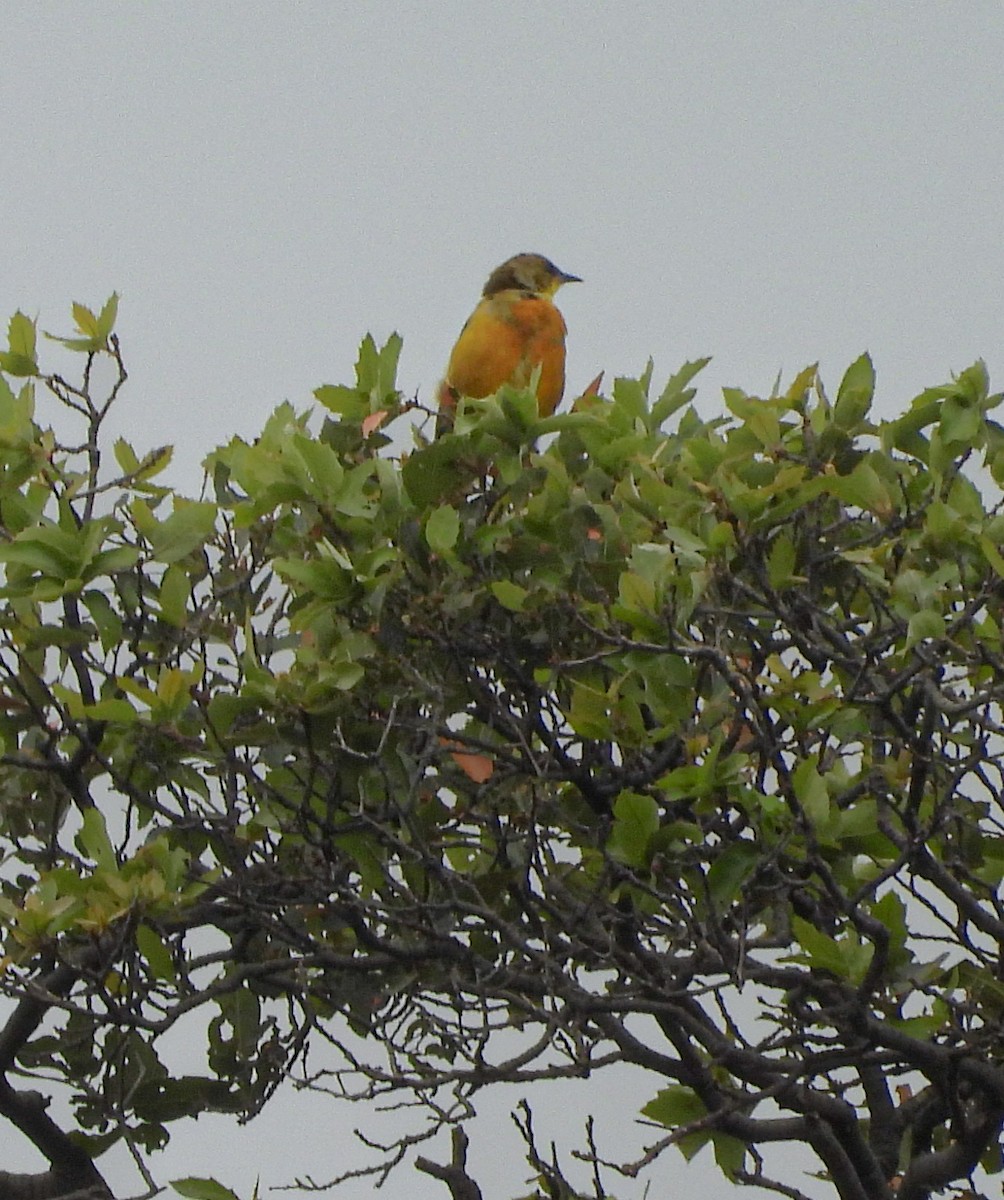 Streak-backed Oriole - ML643193849