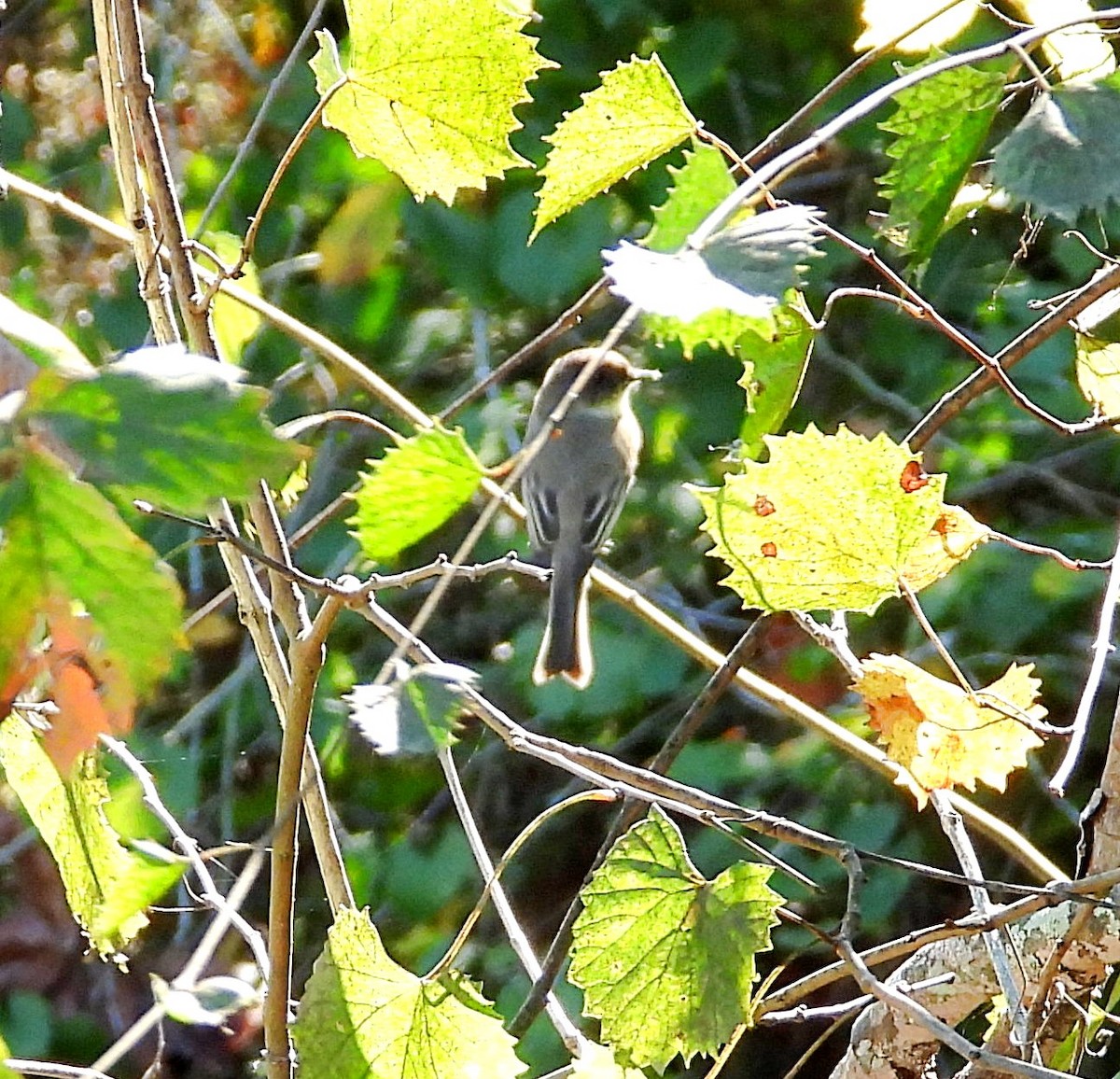 Eastern Phoebe - ML643193853