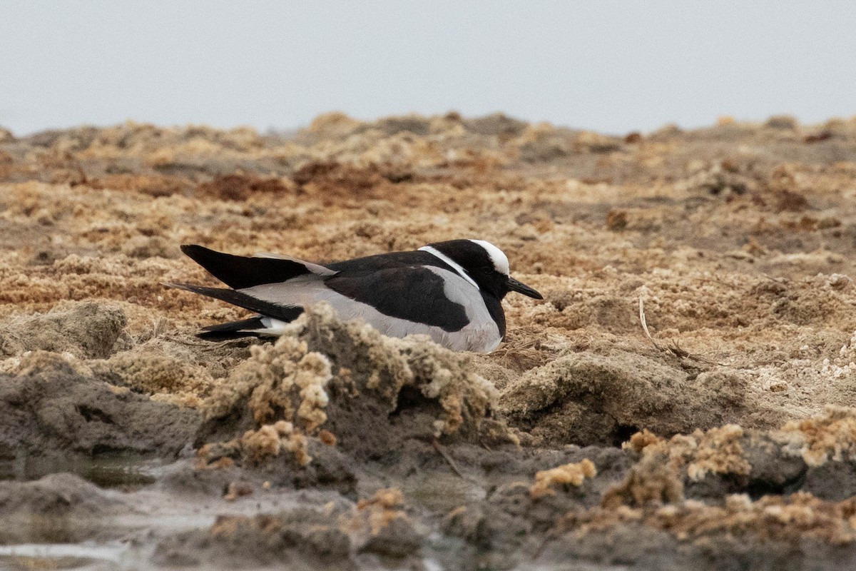 Blacksmith Lapwing - ML643193857