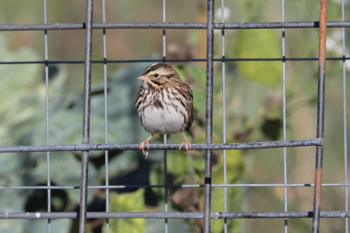 Savannah Sparrow - ML643193860