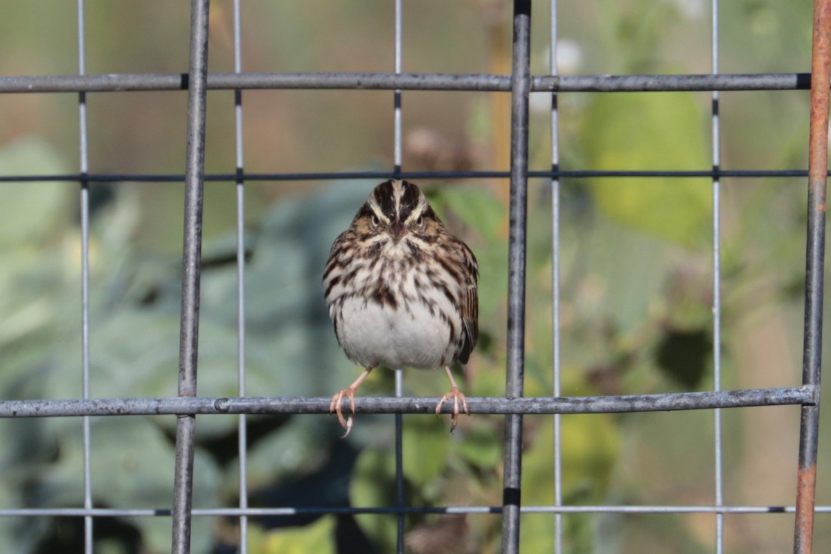 Savannah Sparrow - ML643193861