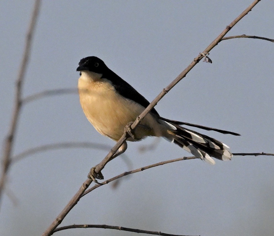 Black-capped Donacobius - ML643193862