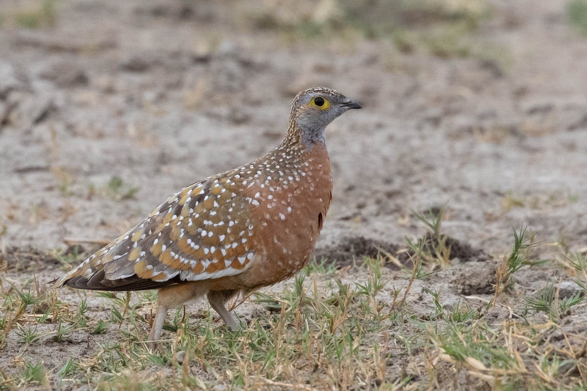 Burchell's Sandgrouse - ML643193867