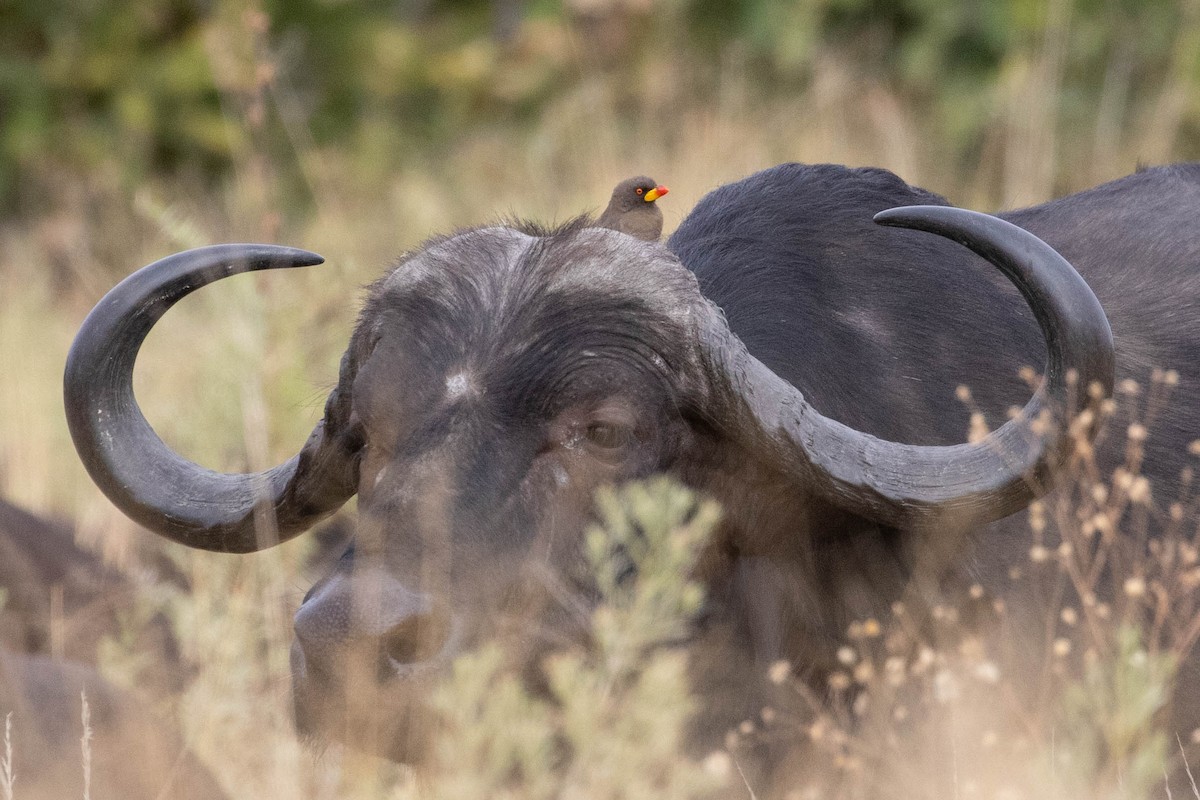 Yellow-billed Oxpecker - ML643193871