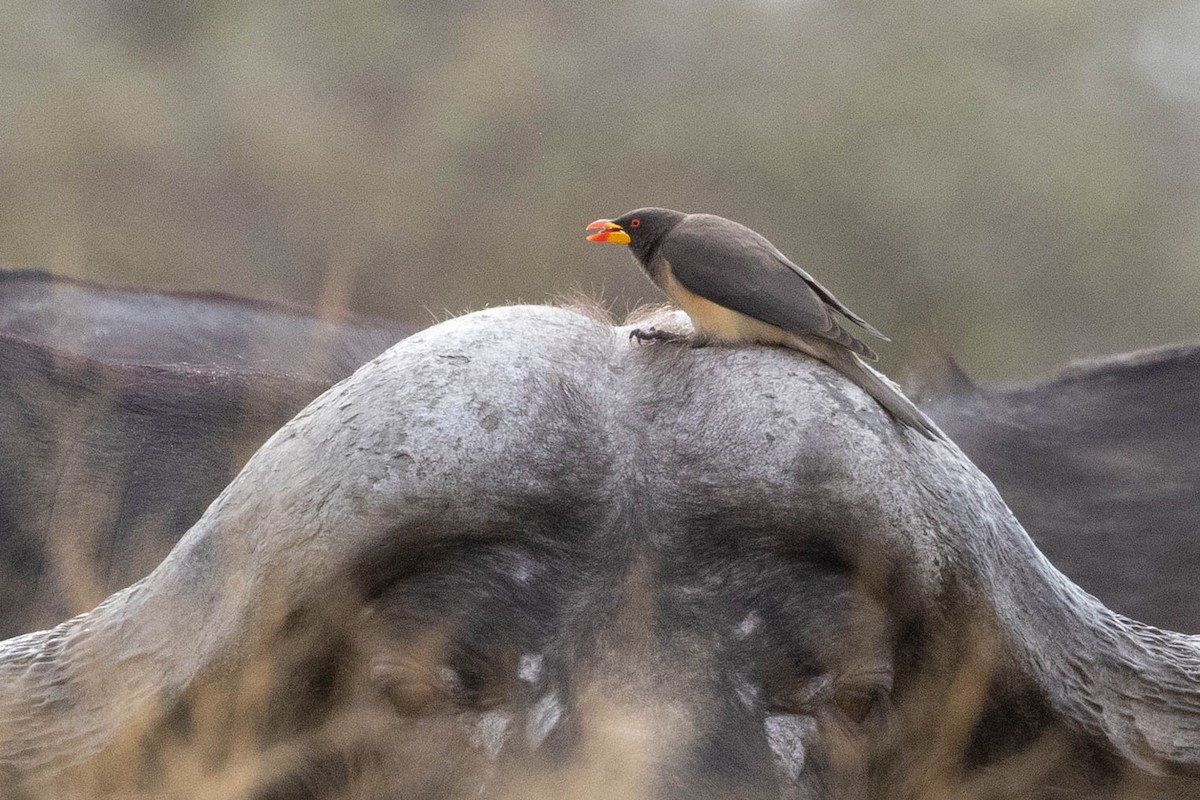 Yellow-billed Oxpecker - ML643193872