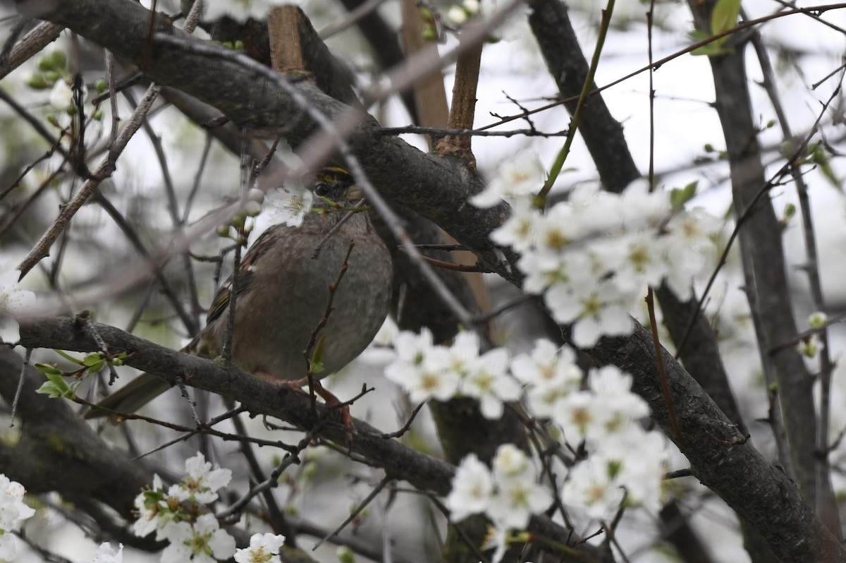 Golden-crowned Sparrow - ML643193878