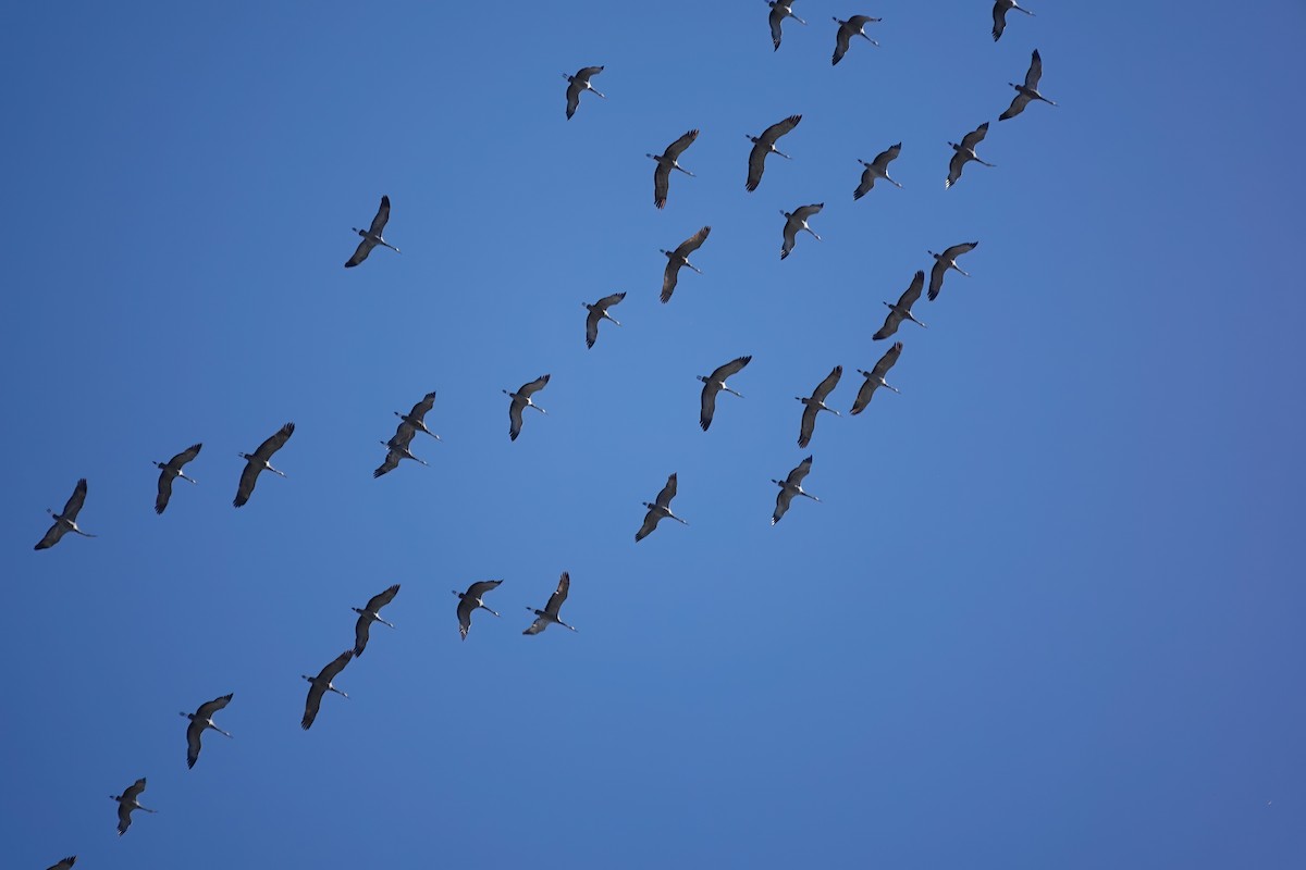 Sandhill Crane - ML643193880