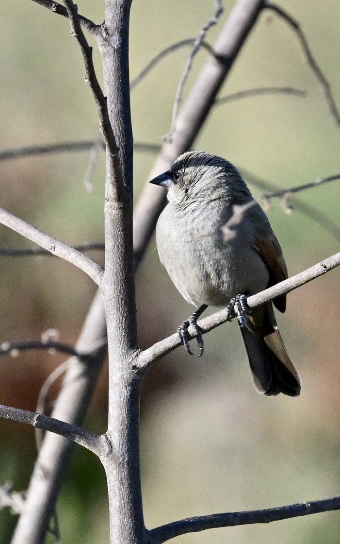 Grayish Baywing - ML643193881