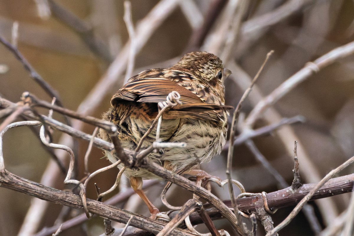 Song Sparrow - ML643193895