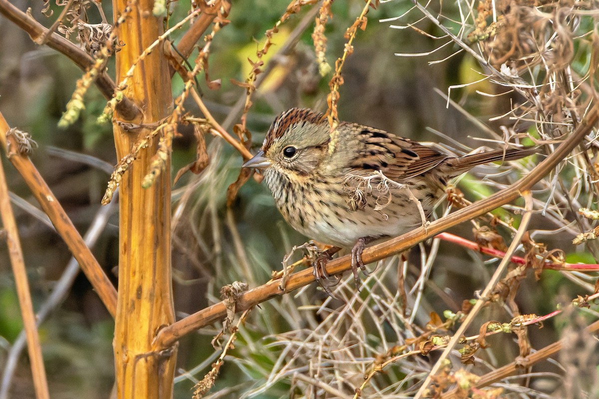 Song Sparrow - ML643193896