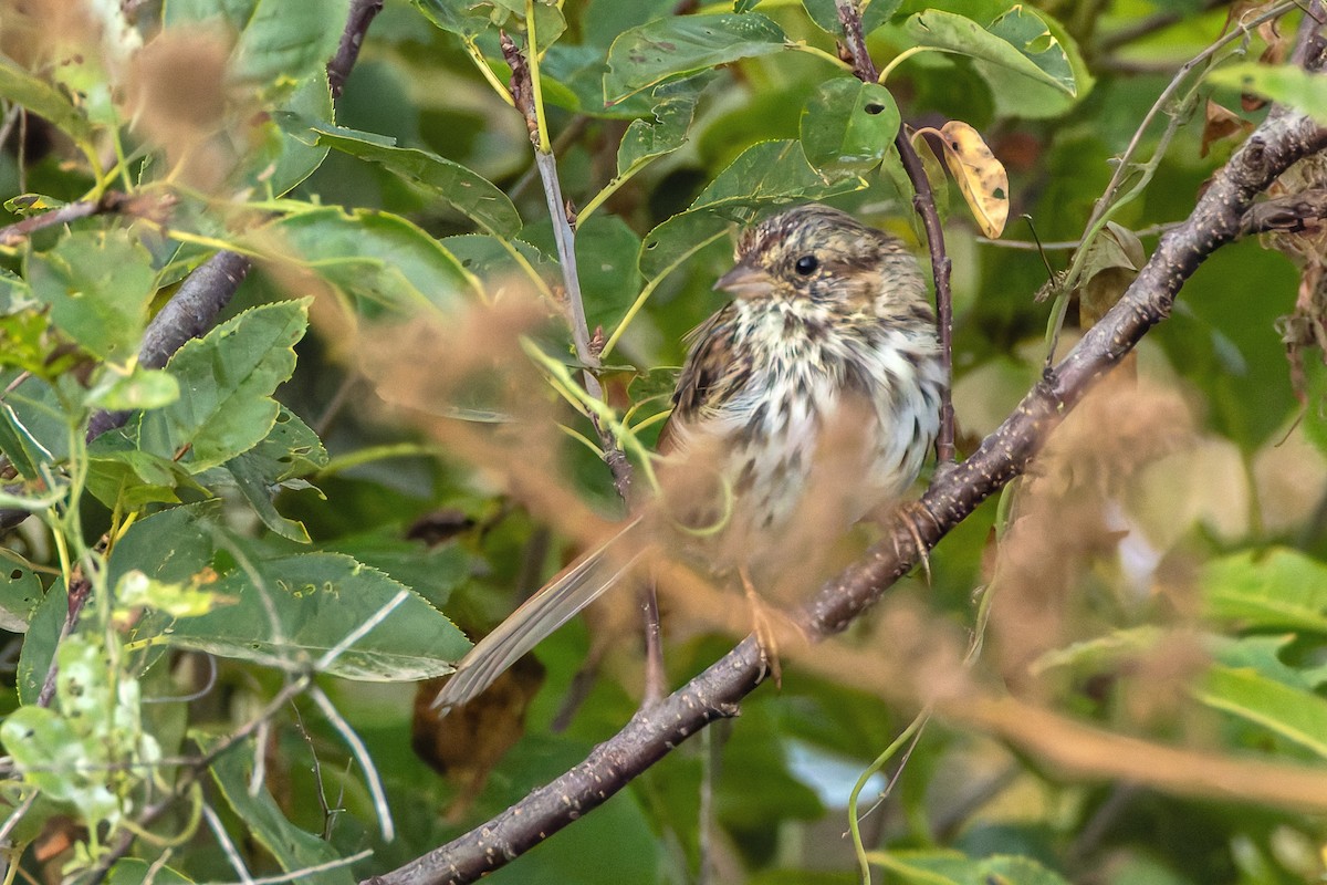 Song Sparrow - ML643193898