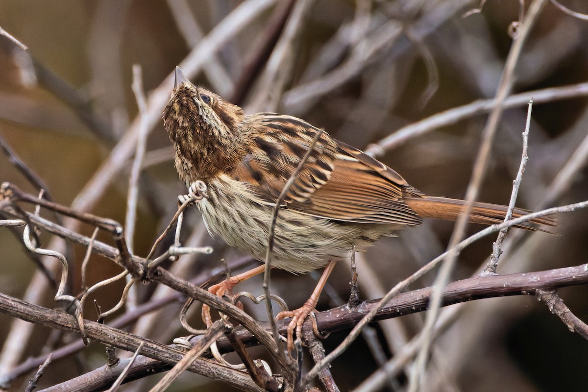 Song Sparrow - ML643193899