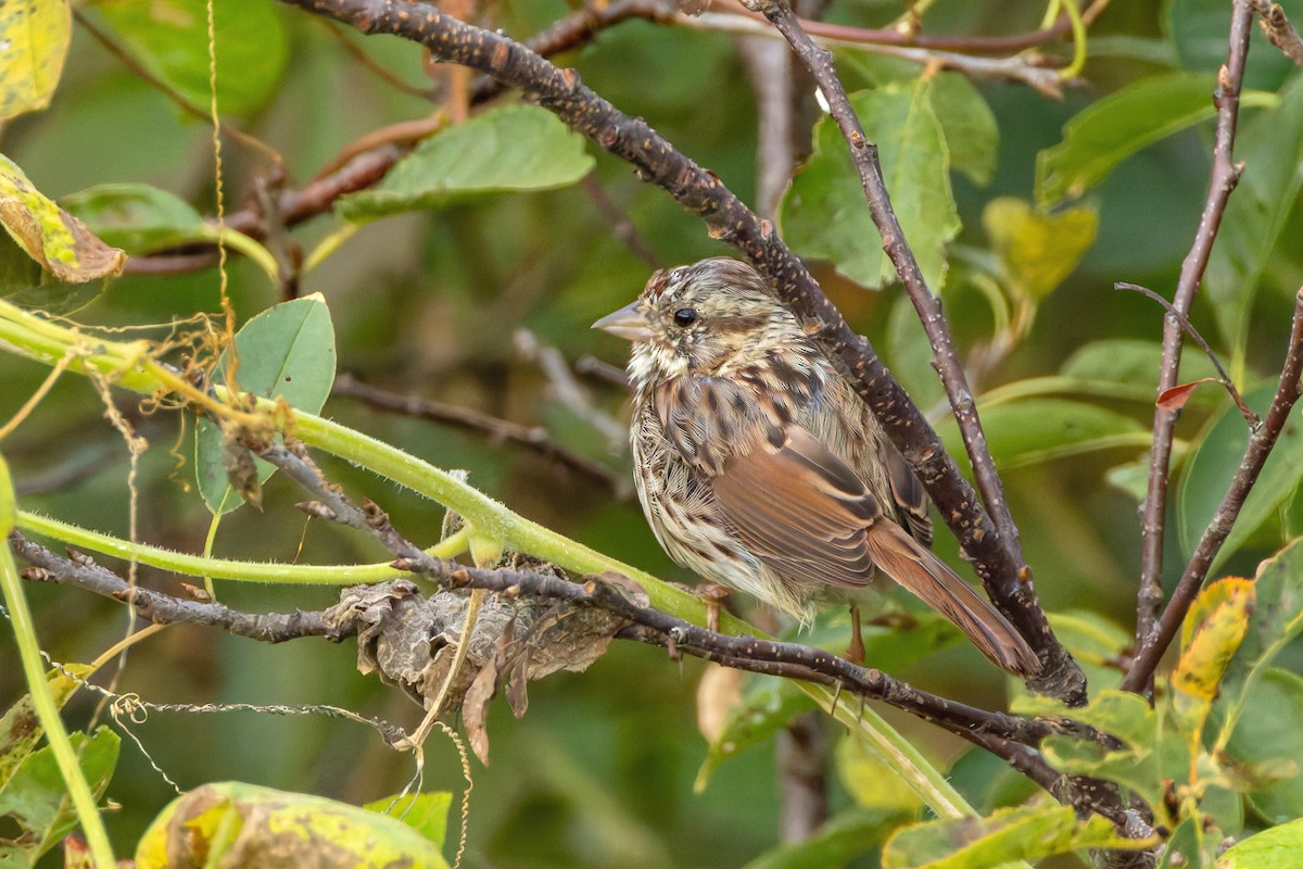 Song Sparrow - ML643193900