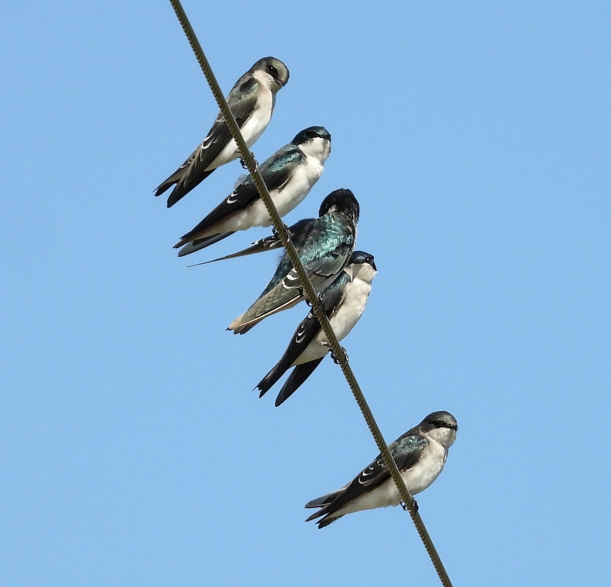 Tree Swallow - ML643193908