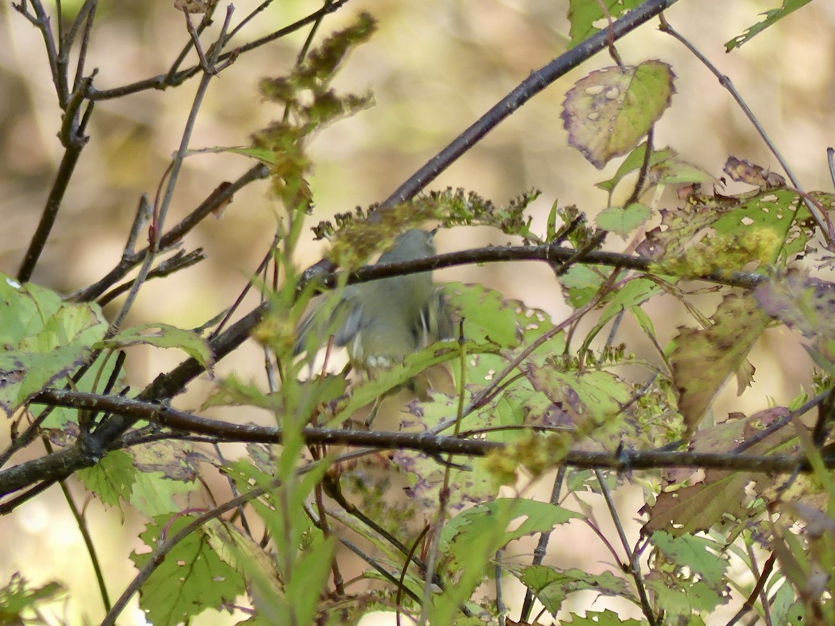 Ruby-crowned Kinglet - ML643193909