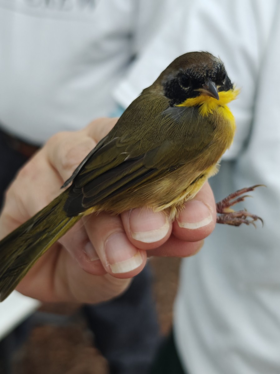 Common Yellowthroat - ML643193910
