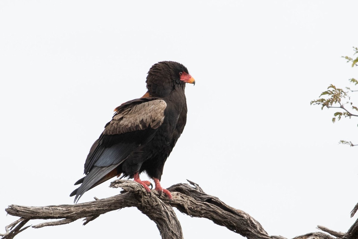 Bateleur - ML643193911