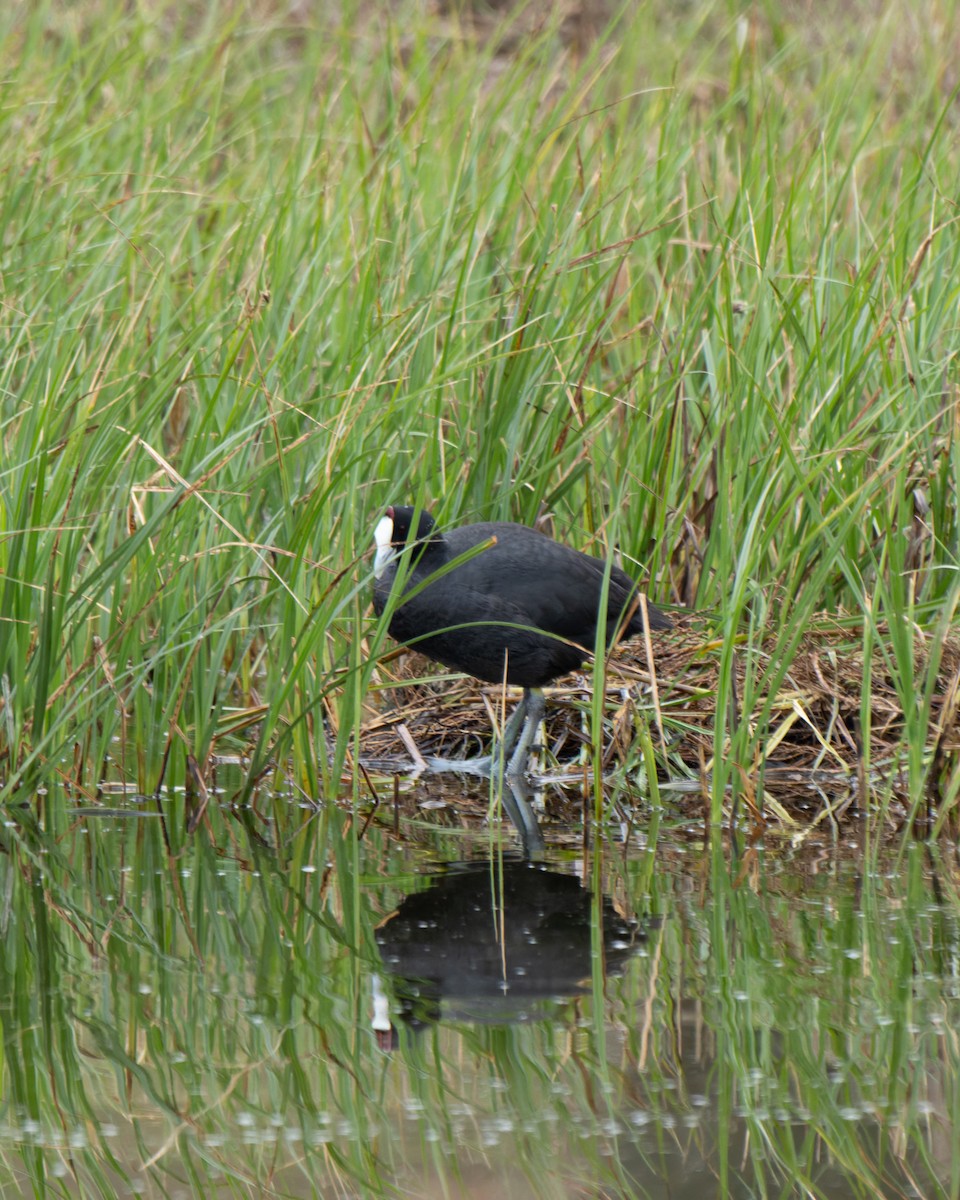 Red-knobbed Coot - ML643193912