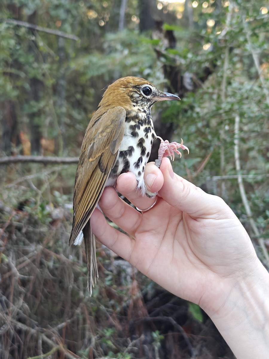 Wood Thrush - ML643193916