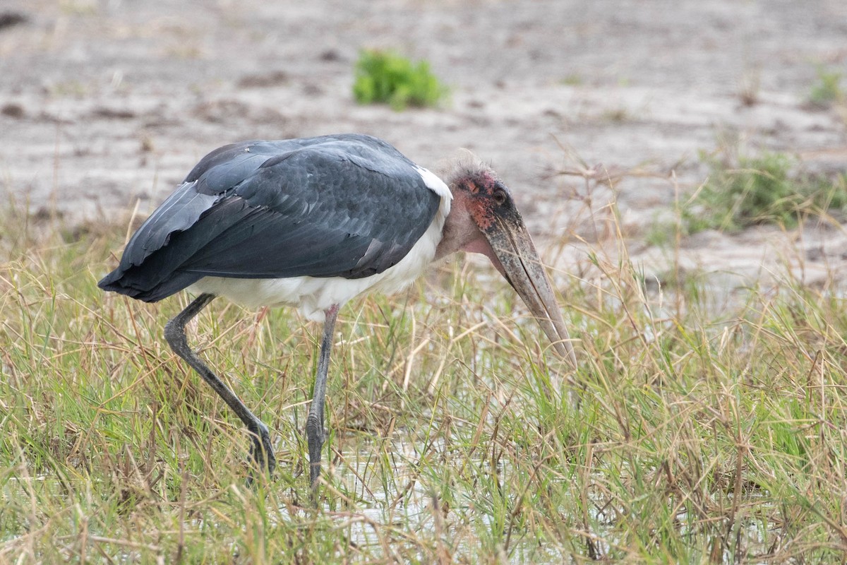 Marabou Stork - ML643193918
