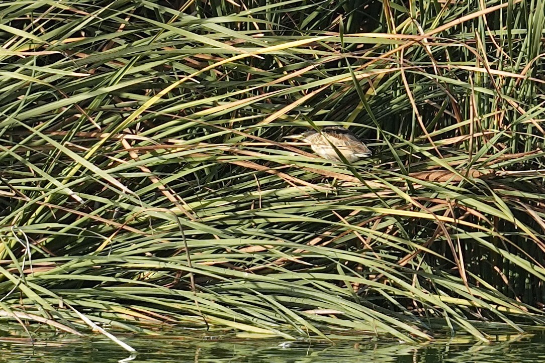 Little Bittern - ML643193920