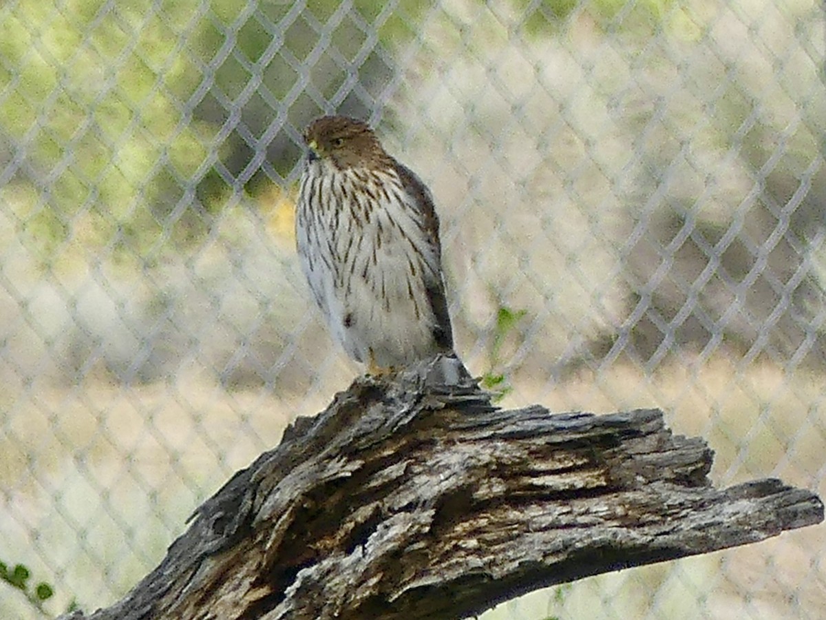 Cooper's Hawk - ML643193923