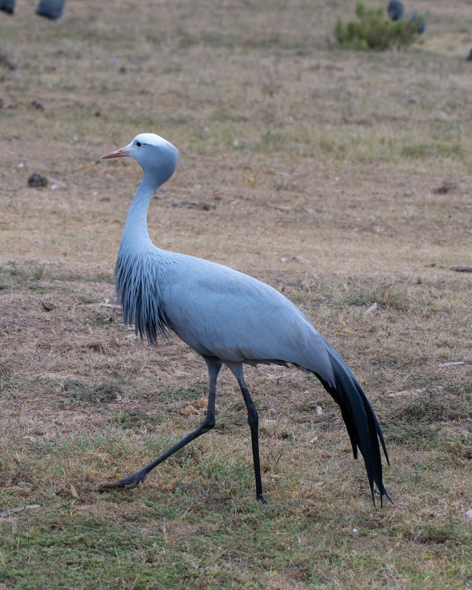 Blue Crane - ML643193924