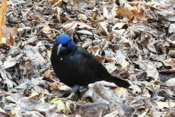 Common Grackle - ML643193925