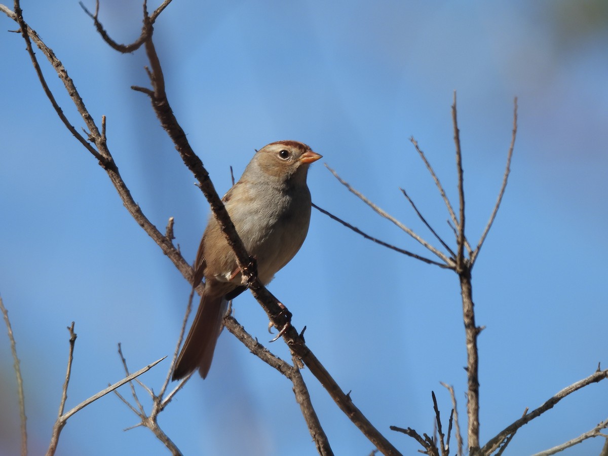 White-crowned Sparrow - ML643193926