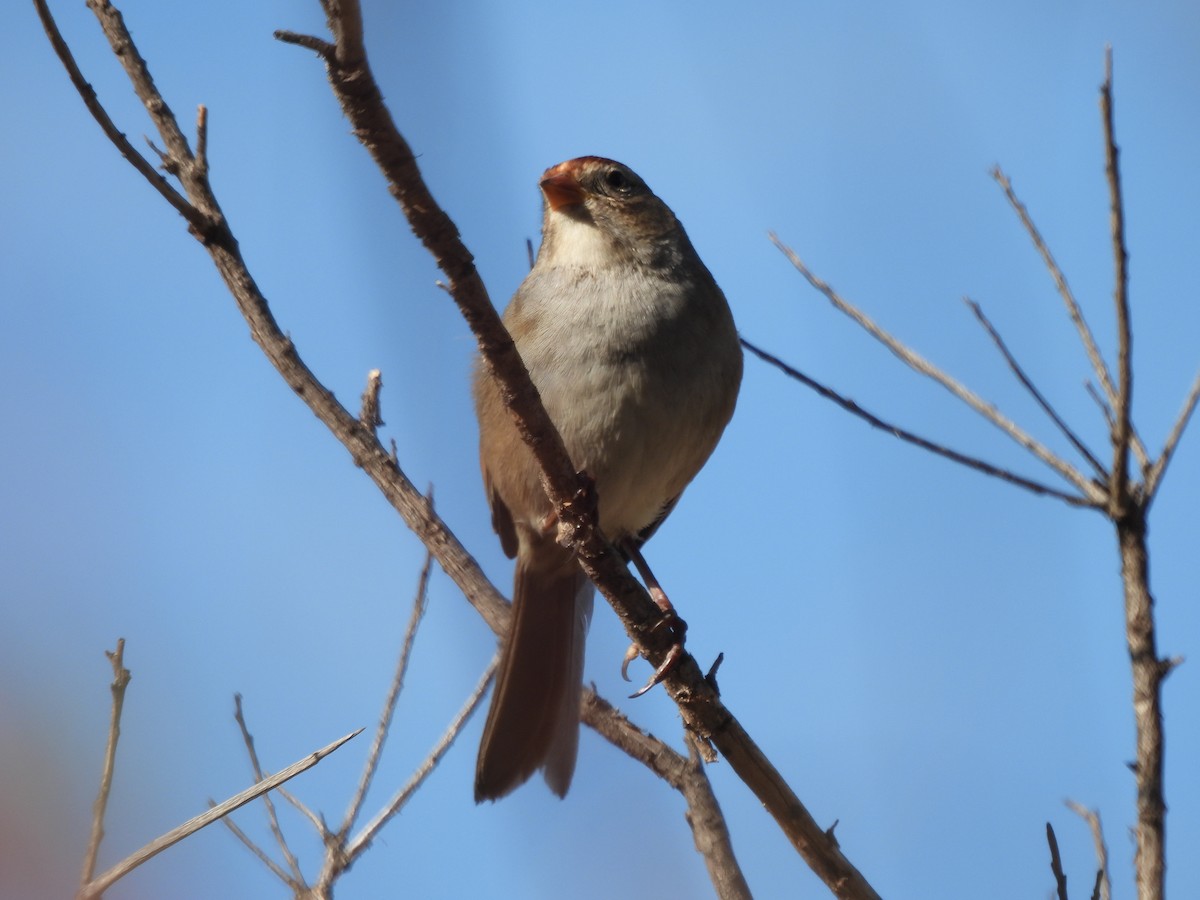 White-crowned Sparrow - ML643193927