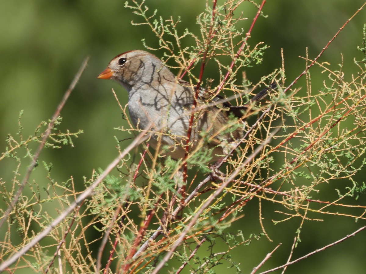 White-crowned Sparrow - ML643193929